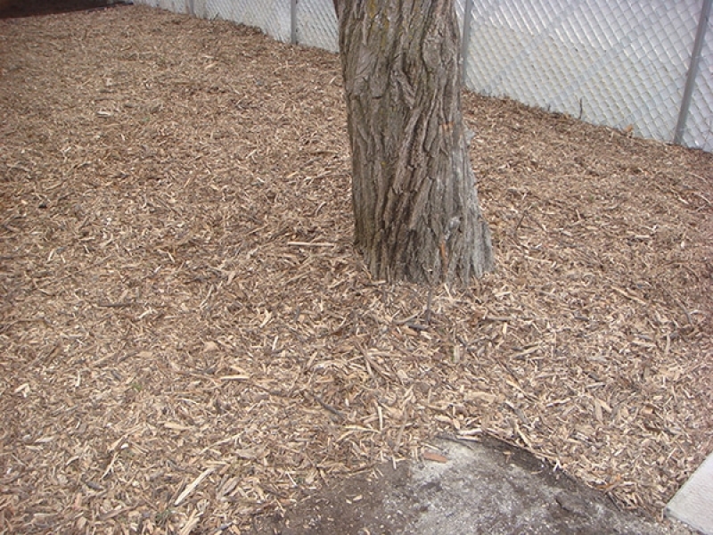 Natural wood mulch around base of tree